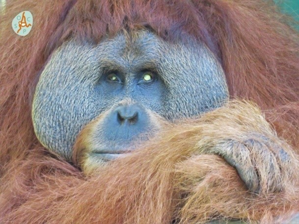 Leuser, Male orangutan