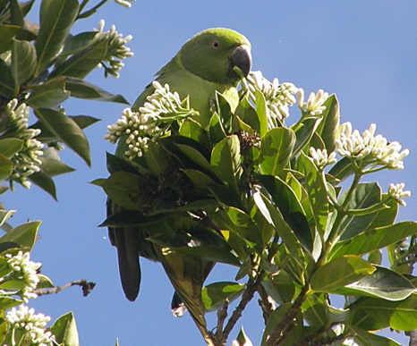 Female echo parakeet feeding on the leaves and flowers of the native plants in Mauritius.