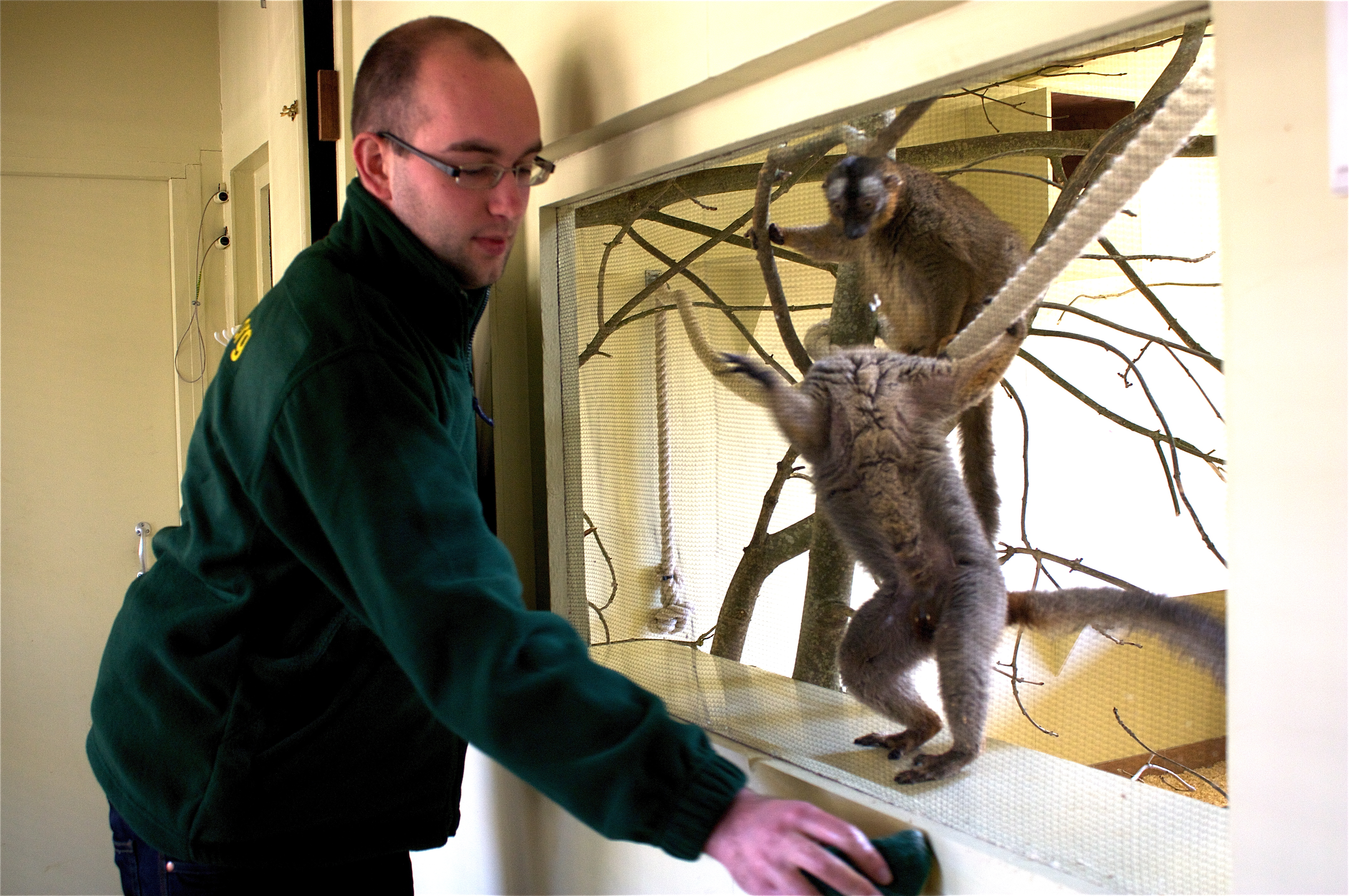cleaning lemurs